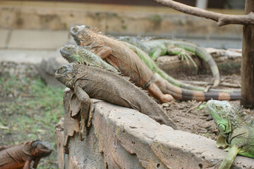 The green iguana, also known as the American iguana or the common green iguana, is a large, arboreal, mostly herbivorous species of lizard of the genus Iguana.