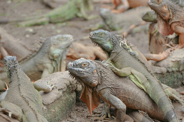 The green iguana, also known as the American iguana or the common green iguana, is a large, arboreal, mostly herbivorous species of lizard of the genus Iguana.