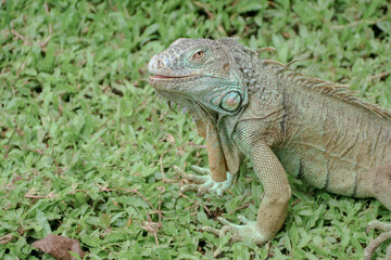 Fototapeta premium The green iguana, also known as the American iguana or the common green iguana, is a large, arboreal, mostly herbivorous species of lizard of the genus Iguana.
