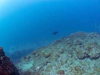 大きく美しいツノダシ（ツノダシ科）、アオブダイ（ブダイ科他の群れ。
英名学名：Moorish Idol, Zanclus cornutus, Knobsnout Parrotfish, Scarus ovifrons
静岡県伊豆半島賀茂郡南伊豆町中木ヒリゾ浜2024年
