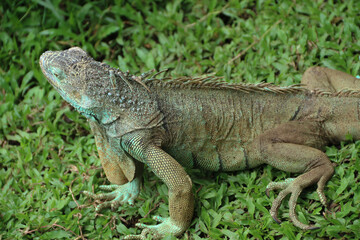 The green iguana, also known as the American iguana or the common green iguana, is a large, arboreal, mostly herbivorous species of lizard of the genus Iguana.