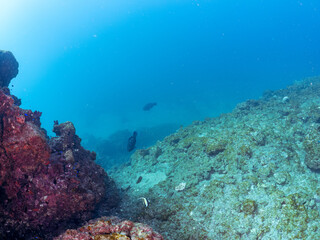 大きく美しいツノダシ（ツノダシ科）、アオブダイ（ブダイ科他の群れ。
英名学名：Moorish Idol, Zanclus cornutus, Knobsnout Parrotfish, Scarus ovifrons
静岡県伊豆半島賀茂郡南伊豆町中木ヒリゾ浜2024年
