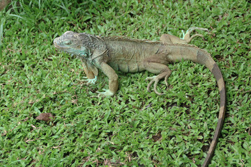 The green iguana, also known as the American iguana or the common green iguana, is a large, arboreal, mostly herbivorous species of lizard of the genus Iguana.