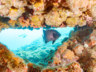 水中洞窟の
美しいイシガキダイ（イシダイ科）。
英名学名：Spotted Knifejaw (Oplegnathus punctatus)
静岡県伊豆半島賀茂郡南伊豆町中木ヒリゾ浜2024年
