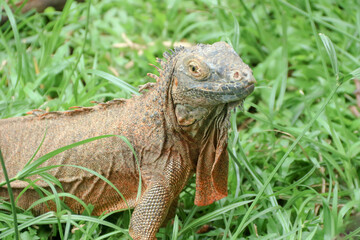 The green iguana, also known as the American iguana or the common green iguana, is a large, arboreal, mostly herbivorous species of lizard of the genus Iguana.