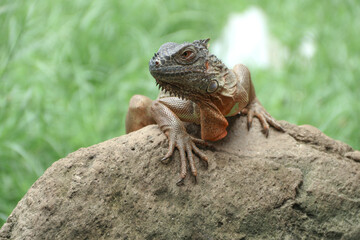 The green iguana, also known as the American iguana or the common green iguana, is a large, arboreal, mostly herbivorous species of lizard of the genus Iguana.