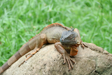 The green iguana, also known as the American iguana or the common green iguana, is a large, arboreal, mostly herbivorous species of lizard of the genus Iguana.