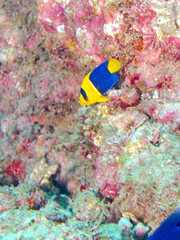 可愛いソメワケヤッコ（キンチャクダイ科）の幼魚他。
ソラスズメダイ（スズメダイ科）他の群れ。
英名学名：Bicolor angelfish (Centropyge bicolor) 
Heavenly Damselfish (Pomacentrus coelestis)
静岡県伊豆半島賀茂郡南伊豆町中木ヒリゾ浜2024年
