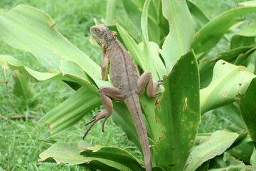 The green iguana, also known as the American iguana or the common green iguana, is a large, arboreal, mostly herbivorous species of lizard of the genus Iguana.