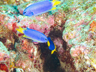 可愛いソメワケヤッコ（キンチャクダイ科）の幼魚他。
ソラスズメダイ（スズメダイ科）他の群れ。
英名学名：Bicolor angelfish (Centropyge bicolor) 
Heavenly Damselfish (Pomacentrus coelestis)
静岡県伊豆半島賀茂郡南伊豆町中木ヒリゾ浜2024年

