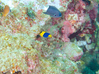 可愛いソメワケヤッコ（キンチャクダイ科）の幼魚他。
ソラスズメダイ（スズメダイ科）他の群れ。
英名学名：Bicolor angelfish (Centropyge bicolor) 
Heavenly Damselfish (Pomacentrus coelestis)
静岡県伊豆半島賀茂郡南伊豆町中木ヒリゾ浜2024年
