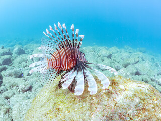 美しく大きなハナミノカサゴ（ミノカサゴ亜科）他。
英名学名：Red Lionfish (Pterois volitans)
岩場に集まる、美しいソラスズメダイ（スズメダイ科）他の群れ。
英名学名：Heavenly Damselfish (Pomacentrus coelestis)
静岡県伊豆半島賀茂郡南伊豆町中木ヒリゾ浜2024年
