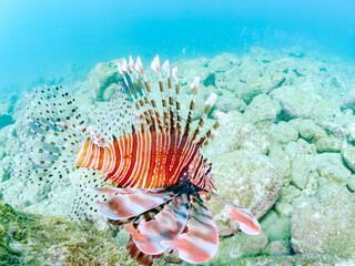 美しく大きなハナミノカサゴ（ミノカサゴ亜科）他。
英名学名：Red Lionfish (Pterois volitans)
岩場に集まる、美しいソラスズメダイ（スズメダイ科）他の群れ。
英名学名：Heavenly Damselfish (Pomacentrus coelestis)
静岡県伊豆半島賀茂郡南伊豆町中木ヒリゾ浜2024年
