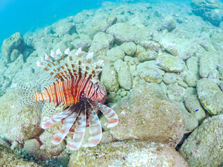美しく大きなハナミノカサゴ（ミノカサゴ亜科）他。
英名学名：Red Lionfish (Pterois volitans)
岩場に集まる、美しいソラスズメダイ（スズメダイ科）他の群れ。
英名学名：Heavenly Damselfish (Pomacentrus coelestis)
静岡県伊豆半島賀茂郡南伊豆町中木ヒリゾ浜2024年
