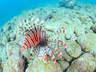 美しく大きなハナミノカサゴ（ミノカサゴ亜科）他。
英名学名：Red Lionfish (Pterois volitans)
岩場に集まる、美しいソラスズメダイ（スズメダイ科）他の群れ。
英名学名：Heavenly Damselfish (Pomacentrus coelestis)
静岡県伊豆半島賀茂郡南伊豆町中木ヒリゾ浜2024年

