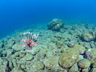 美しく大きなハナミノカサゴ（ミノカサゴ亜科）他。
英名学名：Red Lionfish (Pterois volitans)
岩場に集まる、美しいソラスズメダイ（スズメダイ科）他の群れ。
英名学名：Heavenly Damselfish (Pomacentrus coelestis)
静岡県伊豆半島賀茂郡南伊豆町中木ヒリゾ浜2024年
