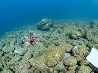 美しく大きなハナミノカサゴ（ミノカサゴ亜科）他。
英名学名：Red Lionfish (Pterois volitans)
岩場に集まる、美しいソラスズメダイ（スズメダイ科）他の群れ。
英名学名：Heavenly Damselfish (Pomacentrus coelestis)
静岡県伊豆半島賀茂郡南伊豆町中木ヒリゾ浜2024年
