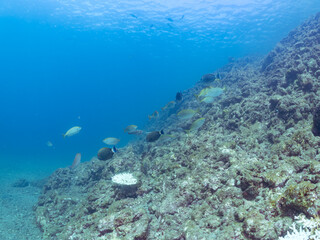 美しいアオブダイ（ブダイ科）、ニセカンランハギ、ニザダイ（ニザダイ科）、メジナ（イスズミ科）他の群れ。
英名学名：Pencil surgeonfish (Acanthurus dussumieri), Sawtail (Prionurus scalprum), Largescale Blackfish, Girella punctata
静岡県伊豆半島賀茂郡南伊豆町中木ヒリゾ浜2024年
