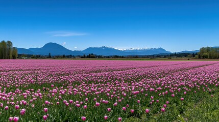Vibrant Tulip Field Under Clear Blue Sky with Mountain Backdrop