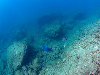 美しいアオブダイ（ブダイ科）、ニセカンランハギ、ニザダイ（ニザダイ科）、メジナ（イスズミ科）他の群れ。
英名学名：Pencil surgeonfish (Acanthurus dussumieri), Sawtail (Prionurus scalprum), Largescale Blackfish, Girella punctata
静岡県伊豆半島賀茂郡南伊豆町中木ヒリゾ浜2024年
