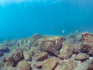 美しいツノダシ（ツノダシ科）の群れ。
英名学名：Moorish Idol (Zanclus cornutus)
静岡県伊豆半島賀茂郡南伊豆町中木ヒリゾ浜2024年
