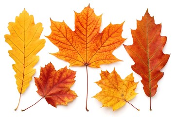 Obraz premium autumn maple leaf