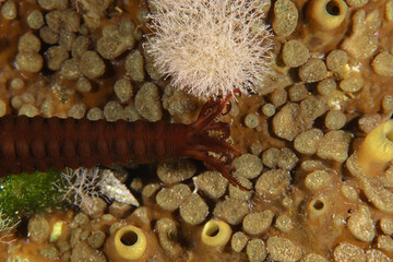 Alien holothurian species in the Mediterranean Sea