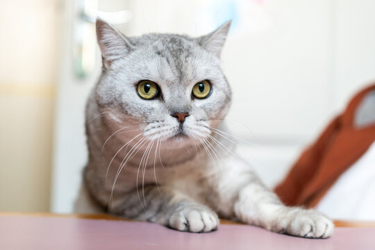 Cat, Gray, Portrait - A close-up portrait of a gray cat looking intently towards the right, sitting on a table indoors.
