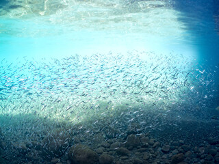 Obraz premium 美しいキビナゴ（ニシン科）他の大群。 英名学名：Silver-Stripe Round Herrings (Spratelloides gracilis) 静岡県伊豆半島賀茂郡南伊豆町中木ヒリゾ浜2024年 