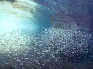 美しいキビナゴ（ニシン科）他の大群。
英名学名：Silver-Stripe Round Herrings (Spratelloides gracilis)
静岡県伊豆半島賀茂郡南伊豆町中木ヒリゾ浜2024年
