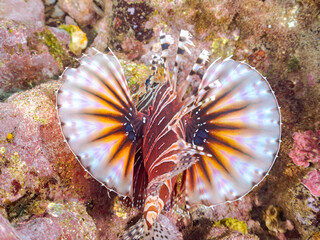 広げた羽根が美しいキリンミノ（フサカサゴ科）の幼魚。
英名学名：Zebra turkeyfish (Dendrochirus zebra) 
静岡県伊豆半島賀茂郡南伊豆町中木ヒリゾ浜2024年
