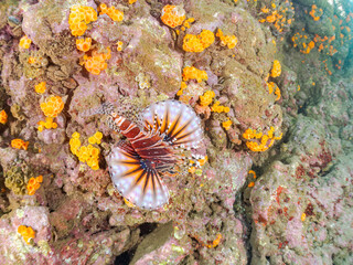 広げた羽根が美しいキリンミノ（フサカサゴ科）の幼魚。
英名学名：Zebra turkeyfish (Dendrochirus zebra) 
静岡県伊豆半島賀茂郡南伊豆町中木ヒリゾ浜2024年
