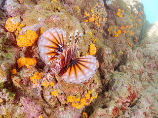 広げた羽根が美しいキリンミノ（フサカサゴ科）の幼魚。
英名学名：Zebra turkeyfish (Dendrochirus zebra) 
静岡県伊豆半島賀茂郡南伊豆町中木ヒリゾ浜2024年
