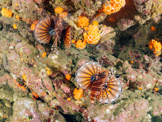 ペアでいる
広げた羽根が美しいキリンミノ（フサカサゴ科）の幼魚。
英名学名：Zebra turkeyfish (Dendrochirus zebra) 
静岡県伊豆半島賀茂郡南伊豆町中木ヒリゾ浜2024年
