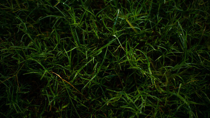 Dewy grass background that looks fresh and natural in the morning