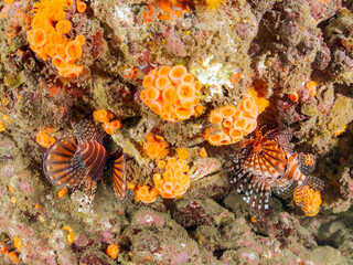 ペアでいる
広げた羽根が美しいキリンミノ（フサカサゴ科）の幼魚。
英名学名：Zebra turkeyfish (Dendrochirus zebra) 
静岡県伊豆半島賀茂郡南伊豆町中木ヒリゾ浜2024年
