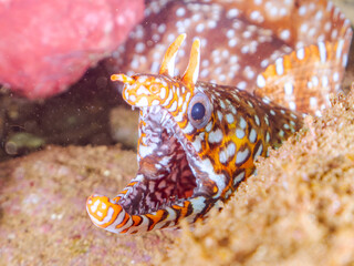 水中洞窟にいる、大きく美しいトラウツボ（ウツボ科）。
英名学名：Dragon Moray (Enchelycore pardalis)
静岡県伊豆半島賀茂郡南伊豆町中木ヒリゾ浜2024年
