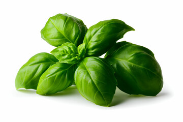 Fototapeta premium Fresh Green Basil Leaves Isolated on White Background for Culinary and Herbal Use in Various Dishes and Recipes