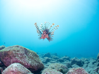 美しく大きなハナミノカサゴ（ミノカサゴ亜科）他。
英名学名：Red Lionfish (Pterois volitans)
岩場に集まる、美しいソラスズメダイ（スズメダイ科）他の群れ。
英名学名：Heavenly Damselfish (Pomacentrus coelestis)
静岡県伊豆半島賀茂郡南伊豆町中木ヒリゾ浜2024年
