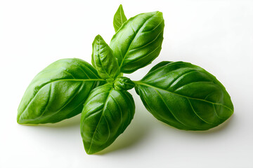 Fresh Green Basil Leaves with Smooth Surfaces and Vibrant Color Isolated on White Background