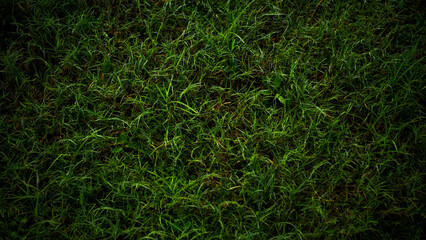 Dewy grass background that looks fresh and natural in the morning