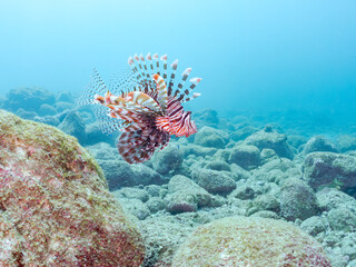 美しく大きなハナミノカサゴ（ミノカサゴ亜科）他。
英名学名：Red Lionfish (Pterois volitans)
岩場に集まる、美しいソラスズメダイ（スズメダイ科）他の群れ。
英名学名：Heavenly Damselfish (Pomacentrus coelestis)
静岡県伊豆半島賀茂郡南伊豆町中木ヒリゾ浜2024年
