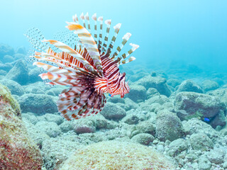 美しく大きなハナミノカサゴ（ミノカサゴ亜科）他。
英名学名：Red Lionfish (Pterois volitans)
岩場に集まる、美しいソラスズメダイ（スズメダイ科）他の群れ。
英名学名：Heavenly Damselfish (Pomacentrus coelestis)
静岡県伊豆半島賀茂郡南伊豆町中木ヒリゾ浜2024年

