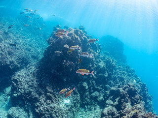 美しいアカヒメジ、ホウライヒメジ（ヒメジ科）他の群れ。
英名学名：Yellowfin goatfish (Mulloidichthys vanicolensis)
Whitesaddle goatfish, Parupeneus ciliatus
静岡県伊豆半島賀茂郡南伊豆町中木ヒリゾ浜2024年
