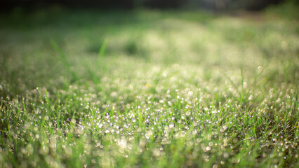 Dewy grass background that looks fresh and natural in the morning