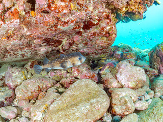 水中洞窟にいる、美しいイシガキフグ（ハリセンボン科）、キンセンイシモチ（テンジクダイ科）他。
英名学名：Pacific Burrfish (Chilomycterus reticulatus
Southern orange-lined cardinal fish (Ostorhinchus properuptus
静岡県伊豆半島賀茂郡南伊豆町中木ヒリゾ浜2024年
