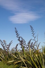 New Zealand flax plants with seed heads against a partly cloudy sky. Nature's beauty. OPOUTERE, COROMANDEL PENINSULA, NEW ZEALAND