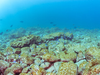 Fototapeta premium 美しいツユベラ（ベラ科）の幼魚とソラスズメダイ（スズメダイ科）、ニシキベラ他の群れ。 英名学名：Yellowtail wrasse, Coris gaimard Heavenly Damselfish (Pomacentrus coelestis) Cupid wrasse, Thalassoma cupido 静岡県伊豆半島賀茂郡南伊豆町中木ヒリゾ浜2024年 