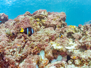 高海水温が続いているのでサンゴの白化現象が起きている。
美しいイソギンチャク畑の可愛いクマノミ（クマノミ亜科）ペア、ミツボシクロスズメダイ（スズメダイ科）他の群れ。
英名学名：
Yellowtail clownfish (Amphiprion clarkii)
Threespot dascyllus (Dascyllus trimaculatus) 
南伊豆町中木ヒリゾ浜2024年
