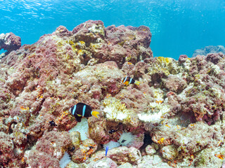 高海水温が続いているのでサンゴの白化現象が起きている。
美しいイソギンチャク畑の可愛いクマノミ（クマノミ亜科）ペア、ミツボシクロスズメダイ（スズメダイ科）他の群れ。
英名学名：
Yellowtail clownfish (Amphiprion clarkii)
Threespot dascyllus (Dascyllus trimaculatus) 
南伊豆町中木ヒリゾ浜2024年

